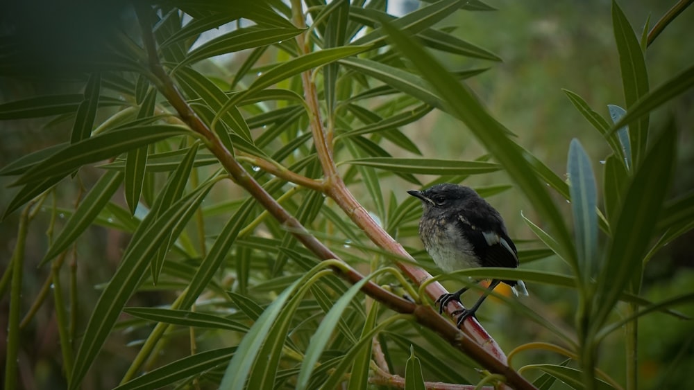 a small bird perched on top of a tree branch