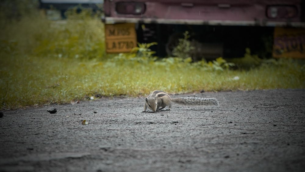 a small bird sitting on the side of a road