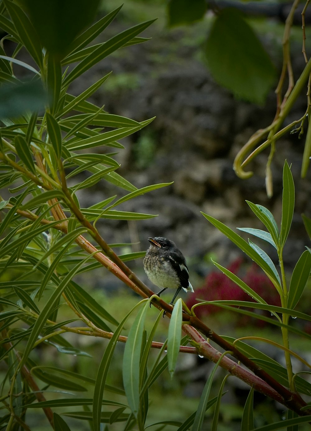 a small bird perched on top of a tree branch