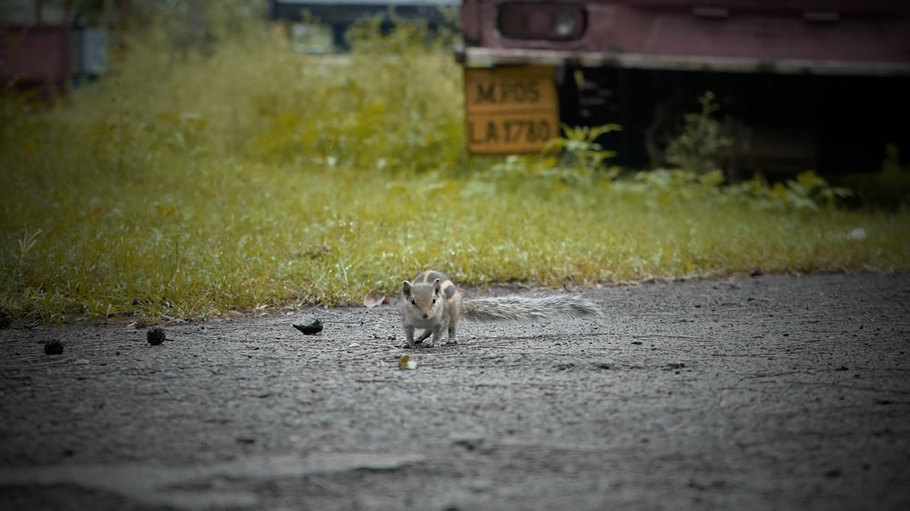 a small dog walking across a street next to a grass covered field