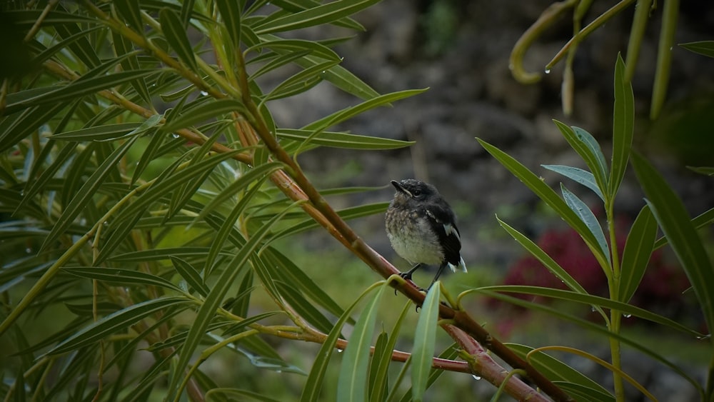 a small bird perched on a branch of a tree