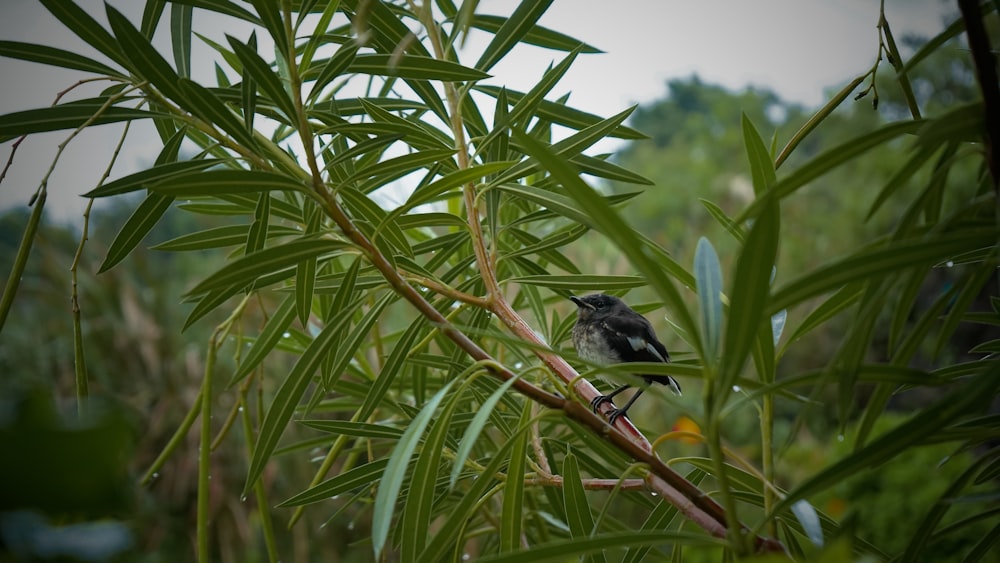 a small bird perched on a branch of a tree