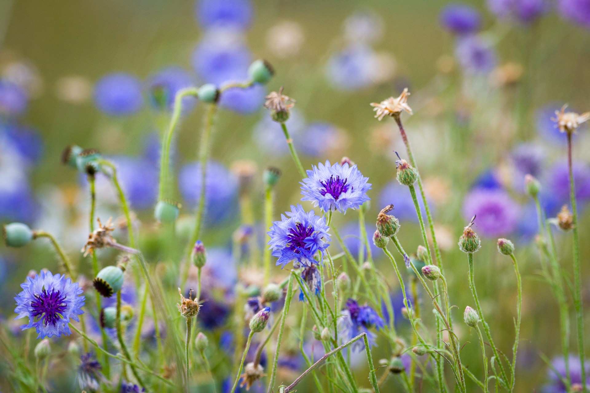 a field full of purple and blue flowers