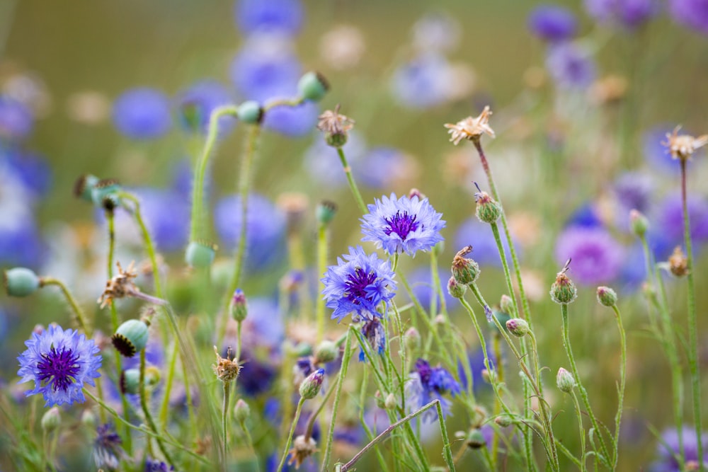 a field full of purple and blue flowers