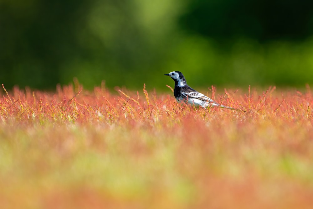 a bird standing in a field of tall grass