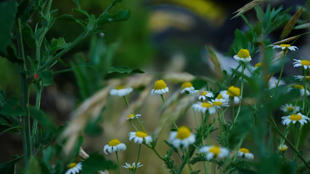 Close-up of dried chamomile flowers in a rustic wooden bowl on a natural linen cloth