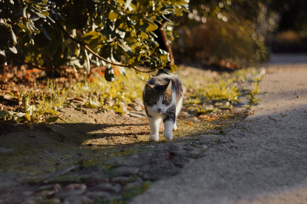 a cat walking down a dirt road next to a tree