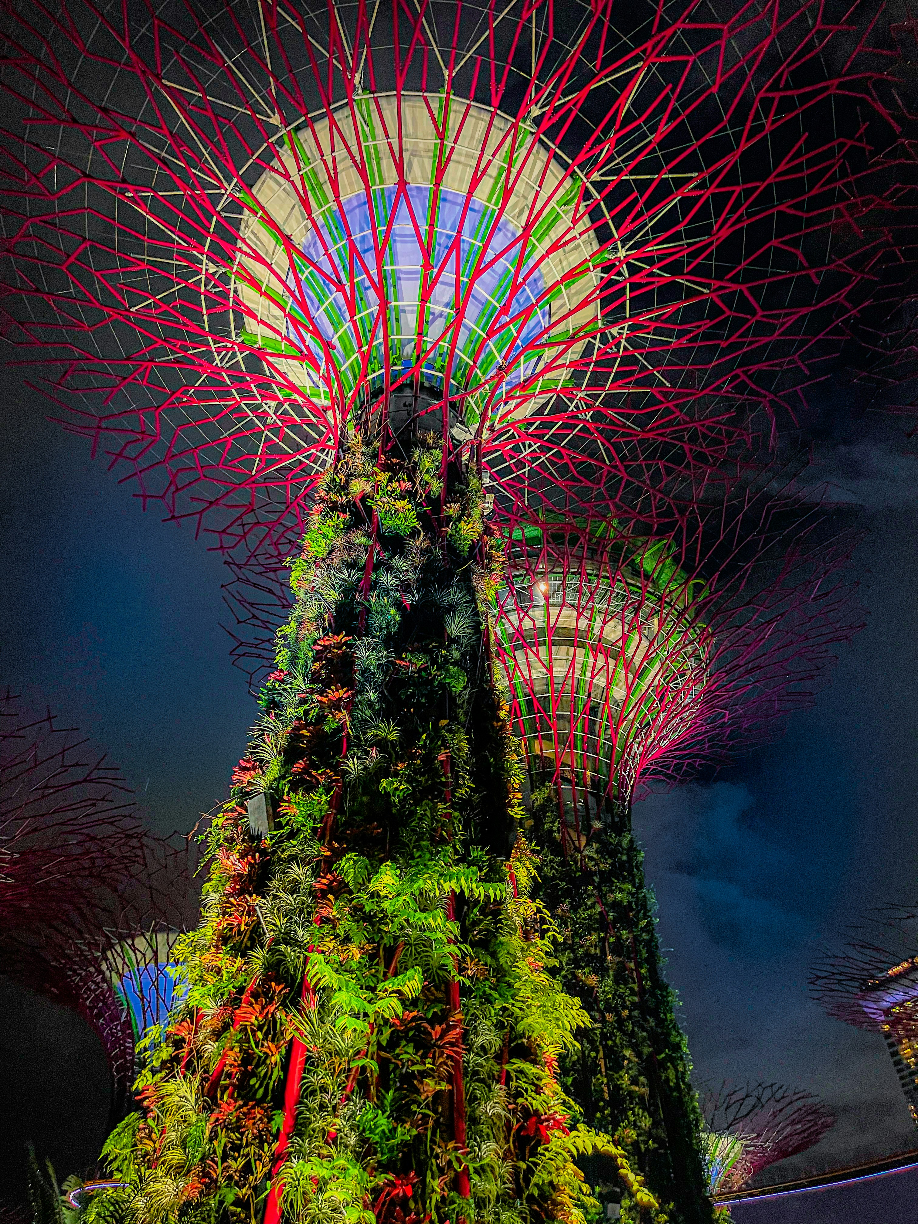 A very tall tree with a lot of lights on it photo Free Marina gardens