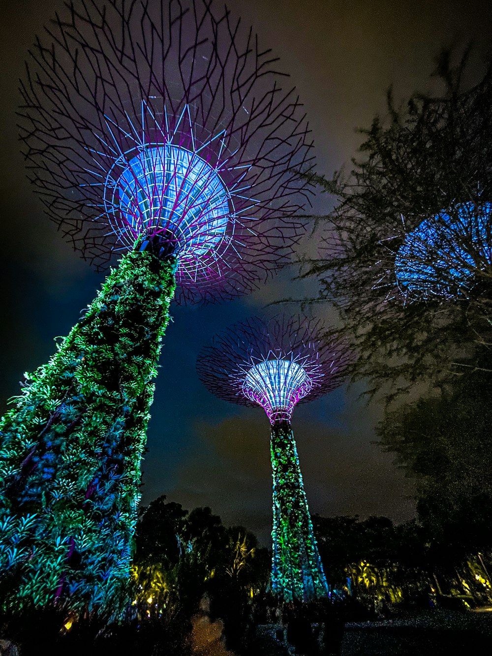 a group of trees that are lit up at night