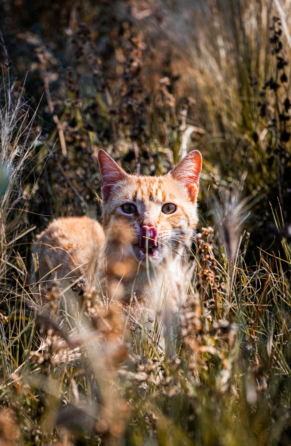 a cat with its mouth open standing in a field