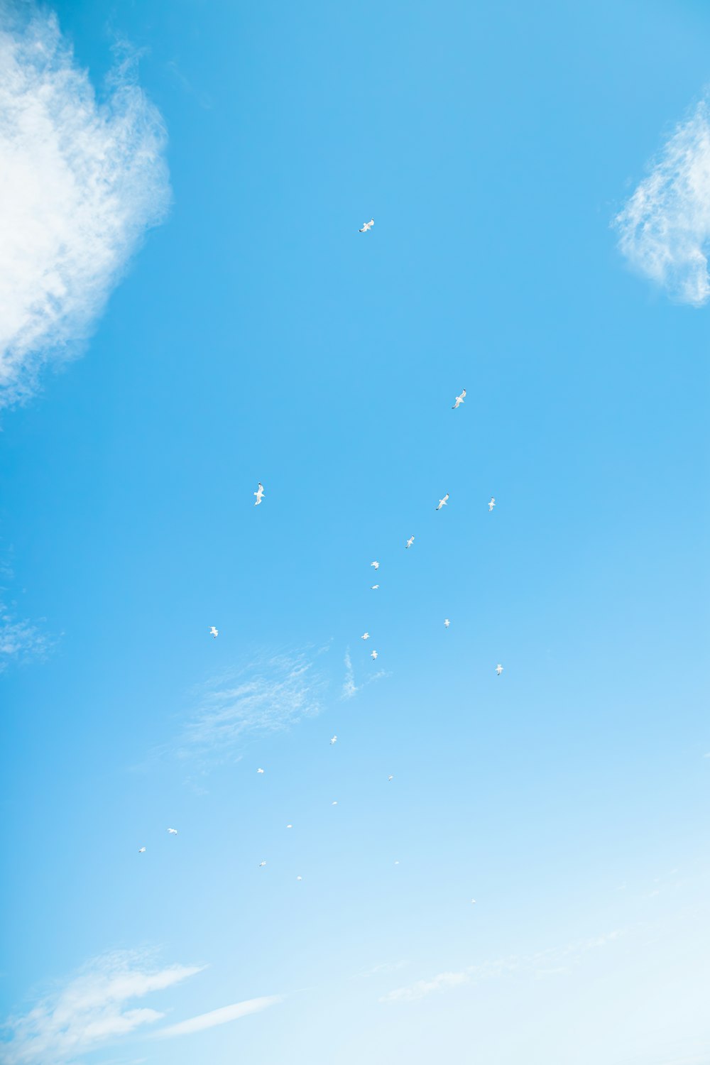 a group of birds flying through a blue sky