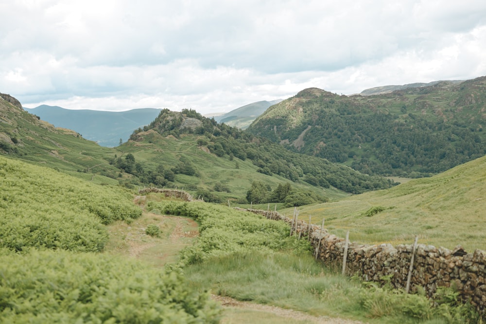 a lush green hillside covered in lush green grass