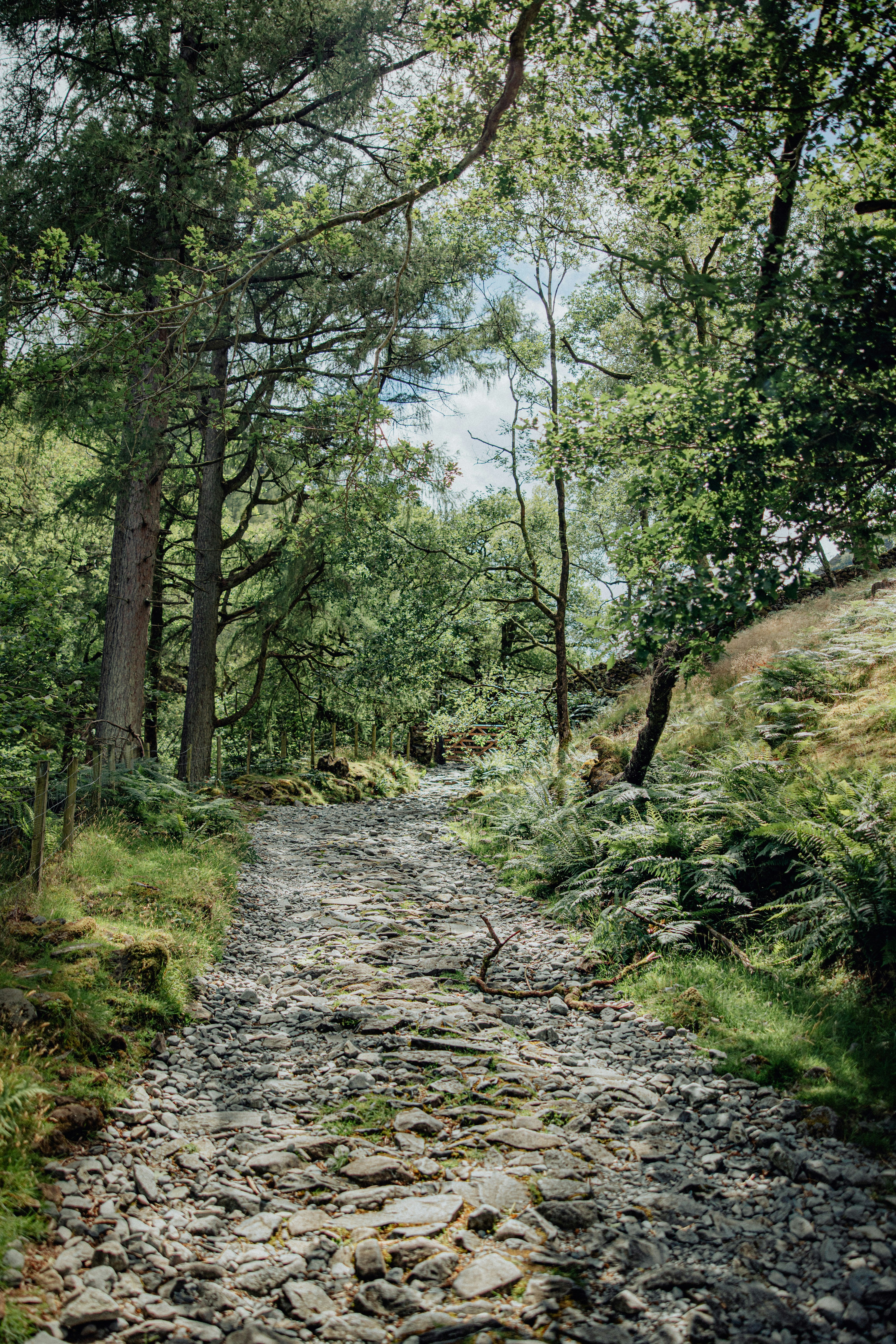 A rocky path in the middle of a forest photo – Free Land Image on Unsplash