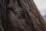 Close-up of a mare's gentle eyes framed by flowing mane.