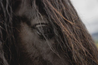 A close-up of a dappled mare’s calm eyes framed by her flowing mane on a autumn day.