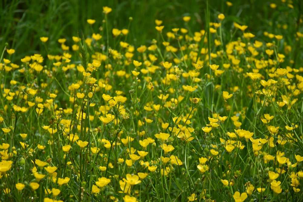 a field full of yellow flowers and green grass