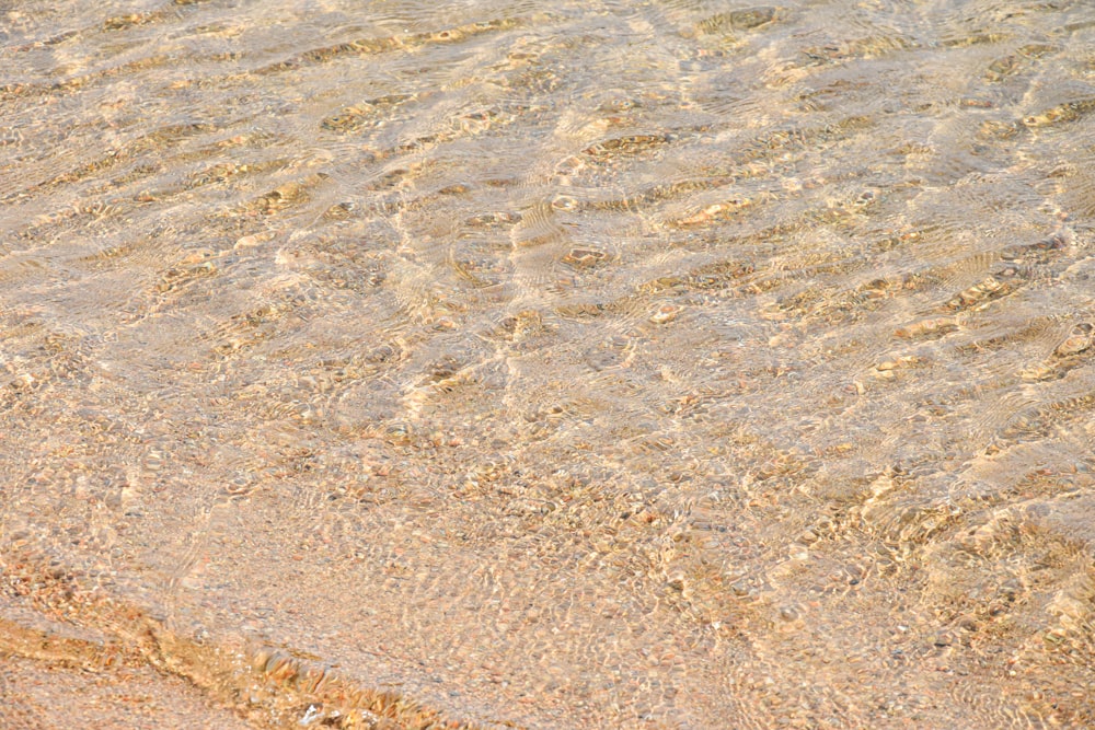 a bird is standing in the water at the beach