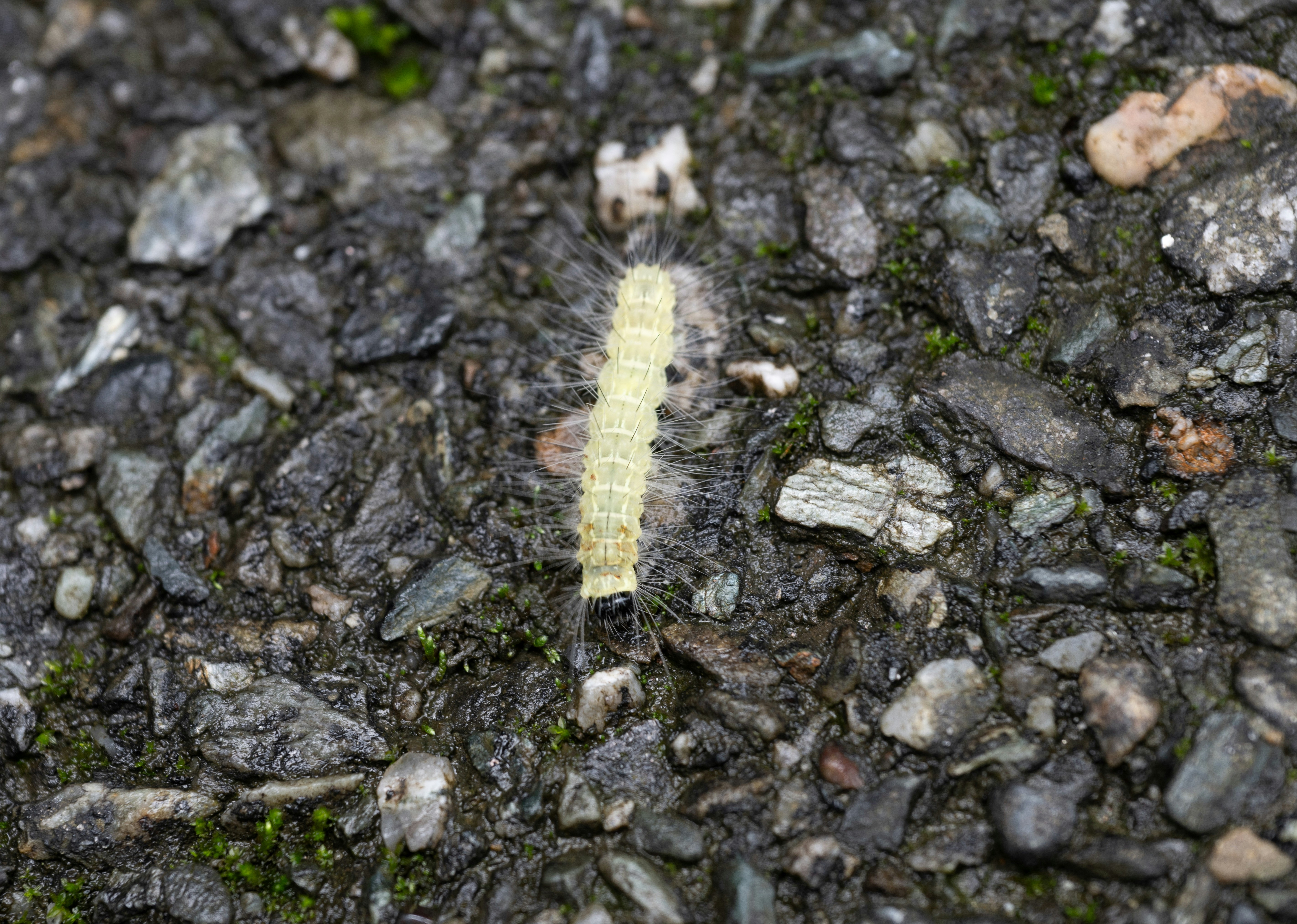 A yellow caterpillar crawling on the ground photo – Free Crawly Image ...