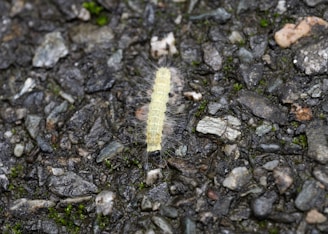 A pale yellow caterpillar with fine hair-like bristles crawls over a textured gray pavement surface.