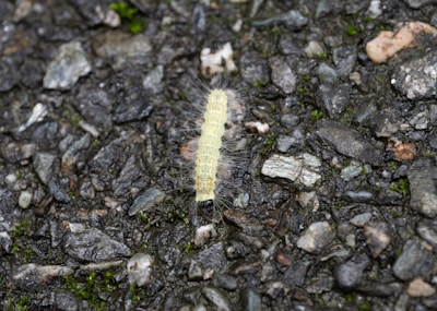 A pale yellow caterpillar with fine hair-like bristles crawls over a textured gray pavement surface.