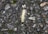 A pale yellow caterpillar with fine hair-like bristles crawls over a textured gray pavement surface.