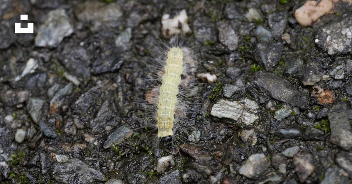 Yellow Crawling Insect A yellow caterpillar crawling on the ground photo – Free Crawly Image ...