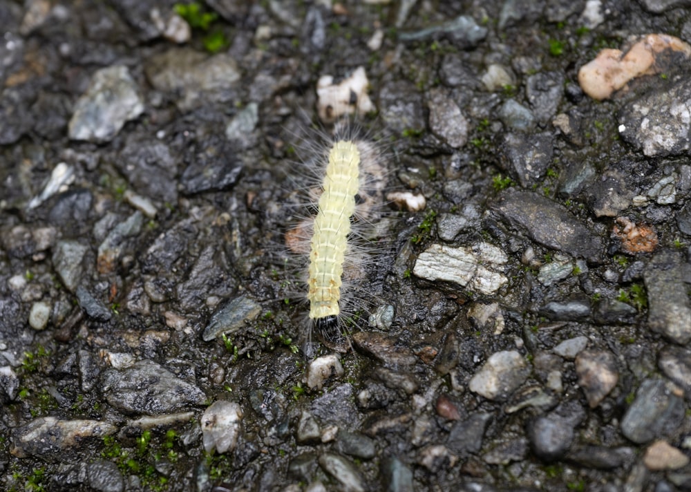 a yellow caterpillar crawling on the ground