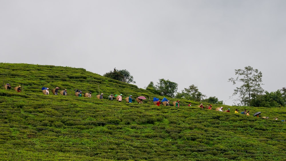 a group of people walking up the side of a lush green hillside