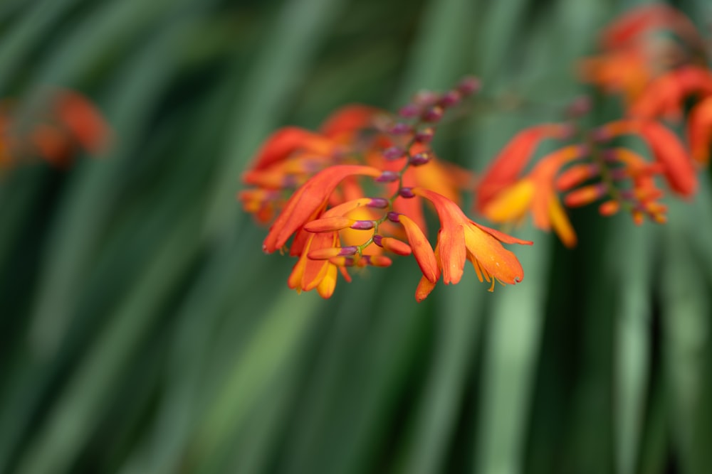 a close up of a bunch of orange flowers