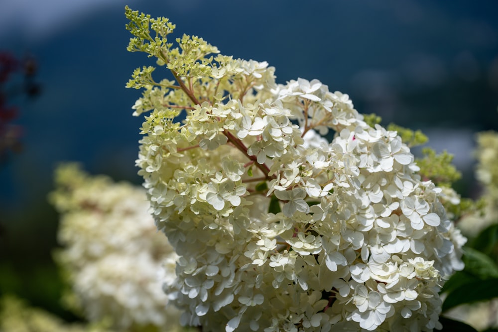 a cluster of white flowers with green leaves