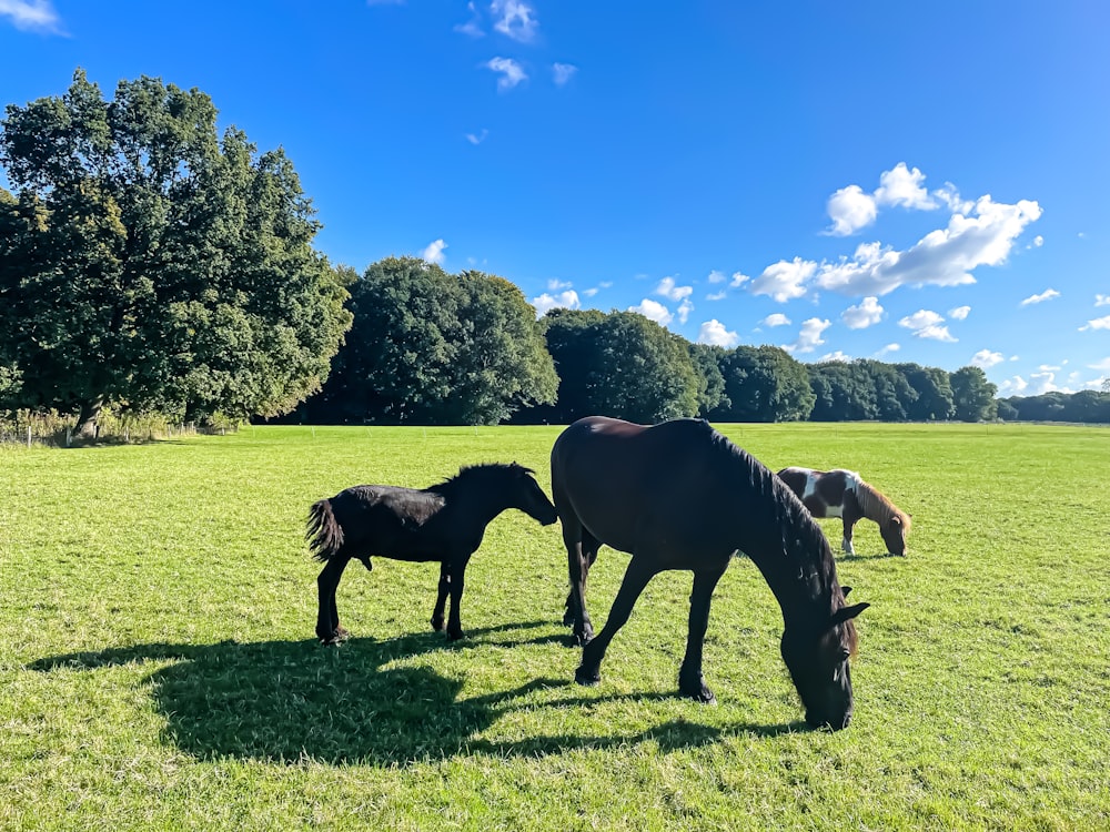 a group of horses grazing on a lush green field