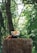 A red panda is peering over a natural barrier made of sticks or a tree stump, set against a lush, green forest background. The red panda's distinct red and white fur stands out amidst the dense foliage.
