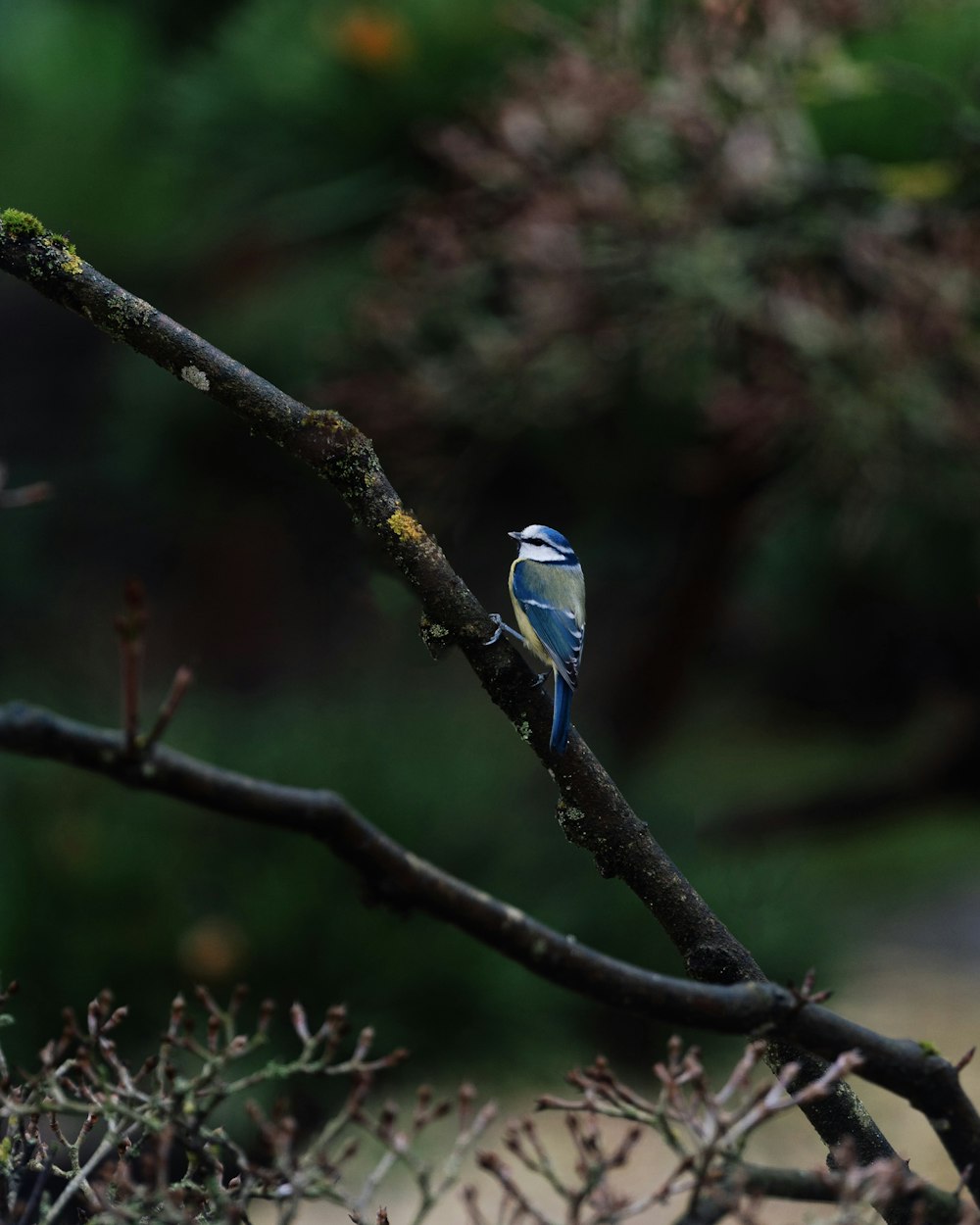 Un piccolo uccello blu appollaiato su un ramo dell'albero