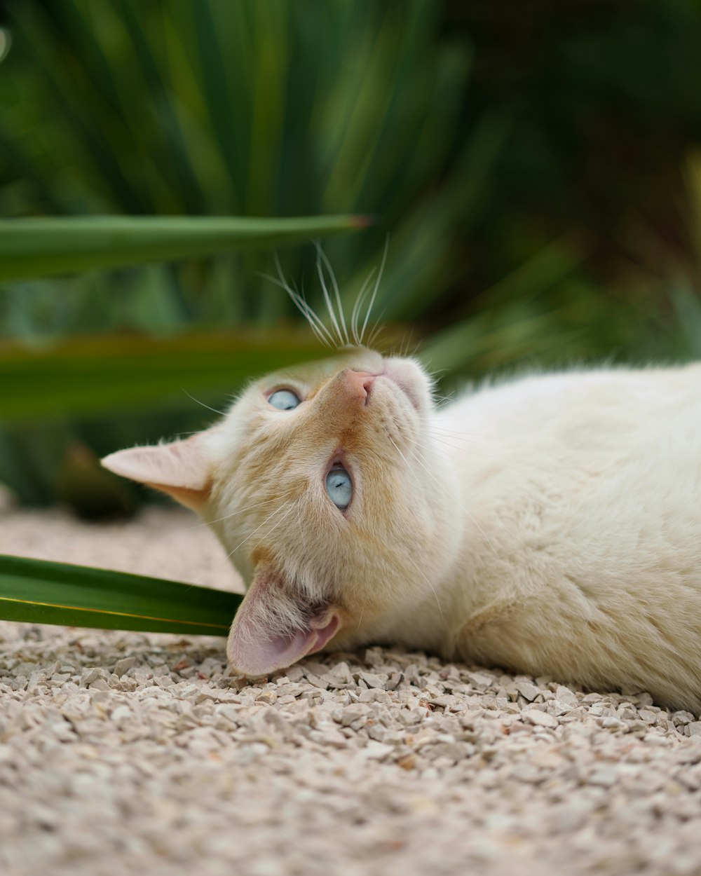 a white cat laying on its back on the ground