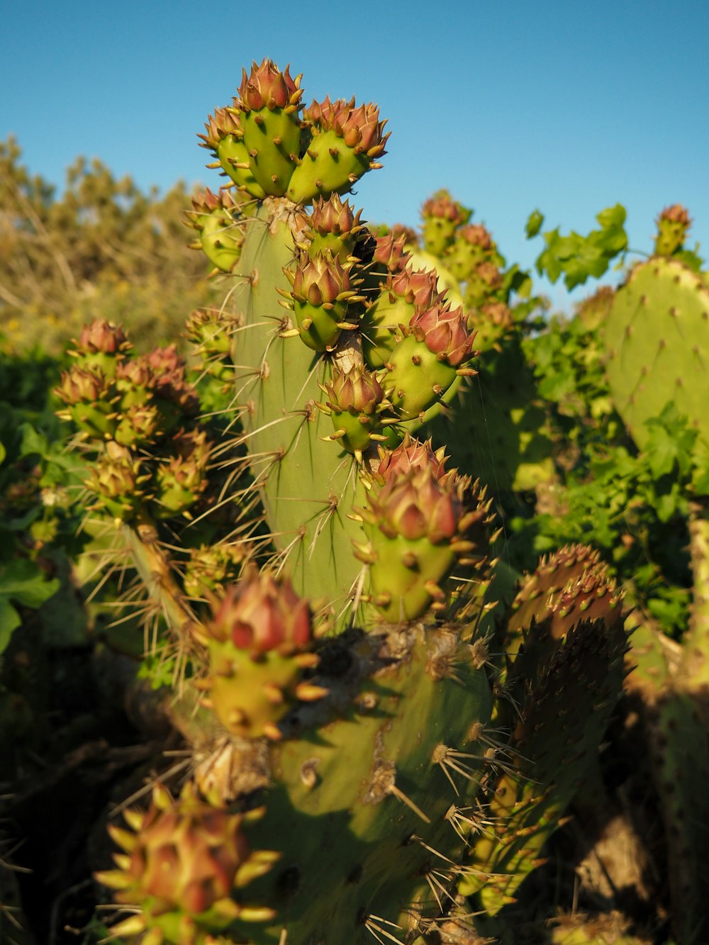 a close up of a cactus plant in a field