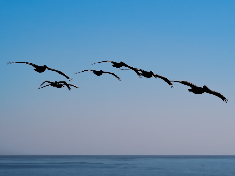 a flock of birds flying over the ocean