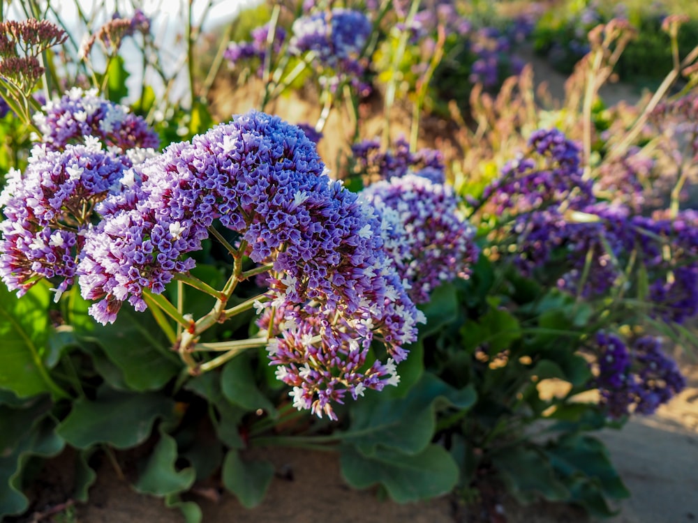 a bunch of purple flowers in a garden