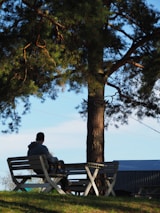 A peaceful outdoor scene with an empty bench under a large tree.