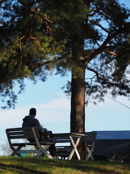 A peaceful outdoor scene with an empty bench under a large tree.