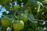 Close-up of vibrant tomatoes ripening in the morning sun at Detroit Green Roots garden.