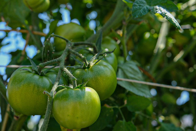 Close-up of vibrant tomatoes ripening in the morning sun at Detroit Green Roots garden.