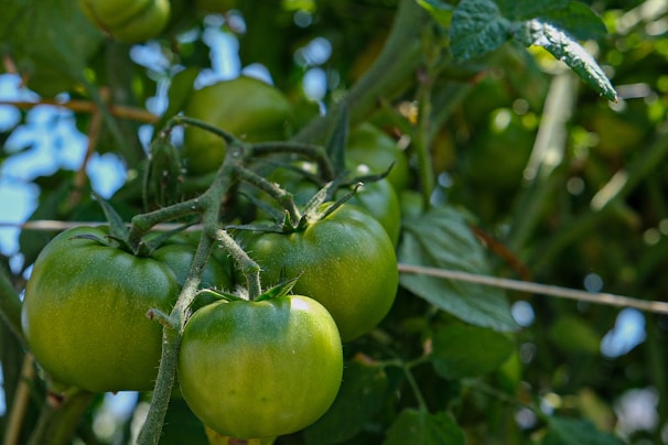 A vibrant image of fresh tomatoes in a garden.