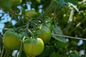 Vine Tomatoes