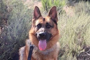 Shadow - Calm Male