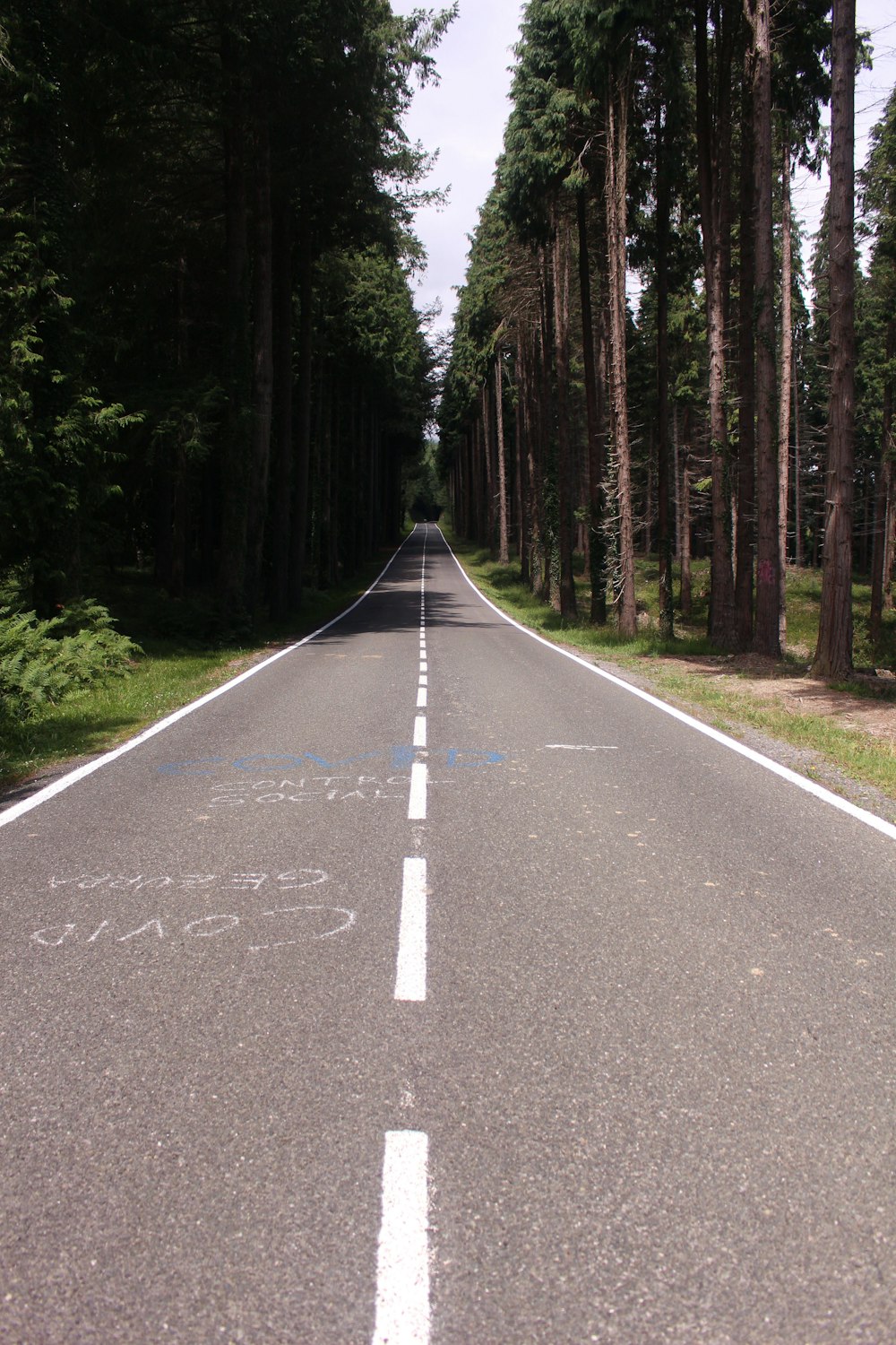 an empty road with trees on both sides