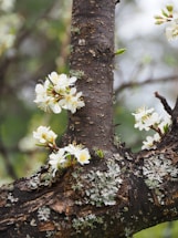 The image depicts the bark of a tree with white blossoms and patches of lichen. Several clusters of flowers are blooming on the branches, and the background is blurred with green hues, suggesting a natural and outdoor setting.