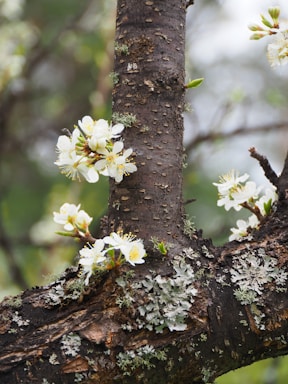 The image depicts the bark of a tree with white blossoms and patches of lichen. Several clusters of flowers are blooming on the branches, and the background is blurred with green hues, suggesting a natural and outdoor setting.