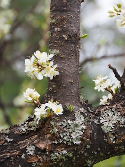 The image depicts the bark of a tree with white blossoms and patches of lichen. Several clusters of flowers are blooming on the branches, and the background is blurred with green hues, suggesting a natural and outdoor setting.