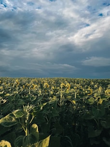 A user-submitted photo of a sunflower field under a moody, overcast sky.