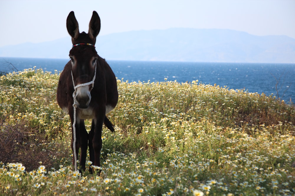 a donkey standing in a field of flowers